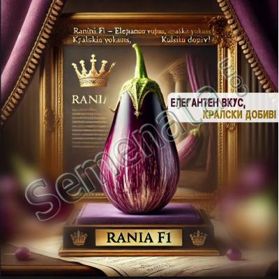 Сертифицирани семена за шарен патладжан Рания F1 / Rania F1 - Добра цена !