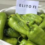 Семена за пипер Елито ( Elito F1 ) топ цена !