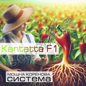 Сертифицирани семена за пипер Кантата / Kantatt F1 ниска цена