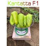 Сертифицирани семена за пипер Кантата / Kantatt F1 ниска цена