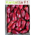 Сертифицирани семена за пипер Кантата / Kantatt F1 ниска цена