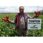 Семена за пипер Тонтон ( Tonton )