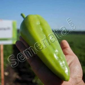 Конвента (Konventa) Конвента (Konventa)