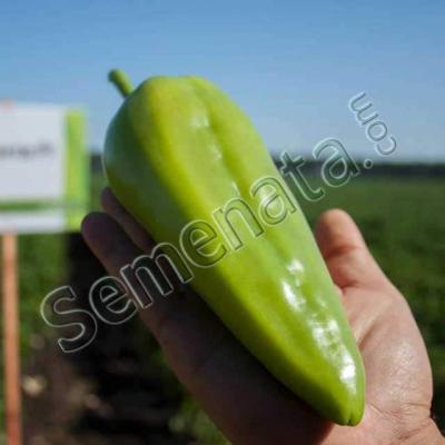 Конвента (Konventa)