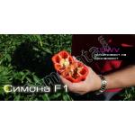 Семена за пипер Симона ( Simona ) ниска цена !