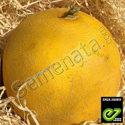 Сертифицирани семена за пъпеши ( Романостар ) E709 F1 ( Romanostar )Enza Zaden ниски цени