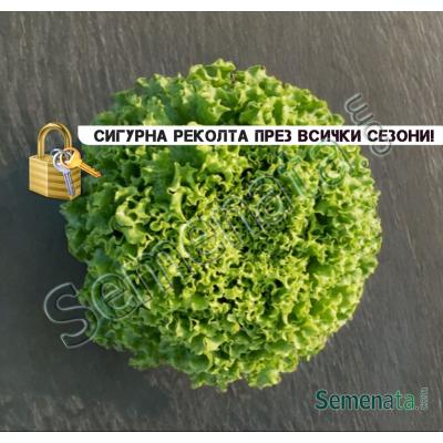 Сертифицирани семена за салата Капитоле / Capitole F1 / Syngenta – ниски цени