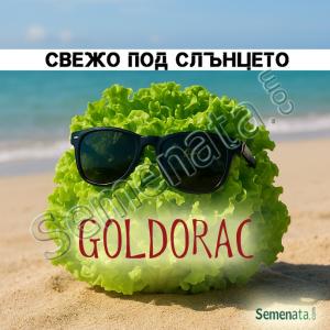 Семена за салата Голдорак (Goldorac) Gautier – Батавия за топли условия