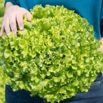 Семена за салата Керилис (Kerilis) светлозелена Gautier