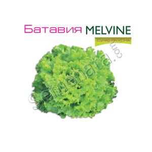 Семена за Салати Мелвин ( Melvine ) топ цена ! ОРИГИНАЛА Семена за Салати Мелвин ( Melvine ) топ цена ! ОРИГИНАЛА