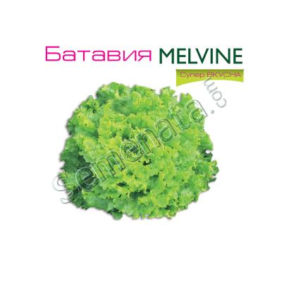 Семена за Салати Мелвин ( Melvine ) топ цена ! ОРИГИНАЛА