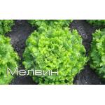 Семена за Салати Мелвин ( Melvine ) топ цена ! ОРИГИНАЛА