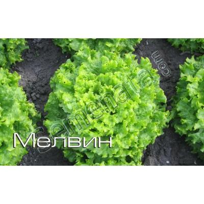 Семена за Салати Мелвин ( Melvine ) топ цена ! ОРИГИНАЛА