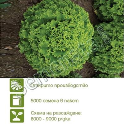 Семена за Салати Виньоле (Vignole)