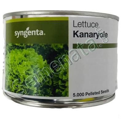 Семена за Салати Канариоле ( Kanaryole ) топ цена ! ОРИГИНАЛА
