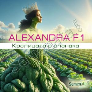 Сертифицирани семена за спанак Александра F1 ( Alexandra F1 ) - топ цена !