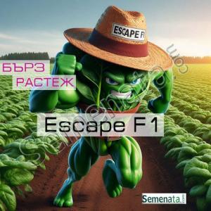 Сертифицирани семена за спанак Ескейп / Escape F1 ниски цени ! Сертифицирани семена за спанак Ескейп / Escape F1 ниски цени !