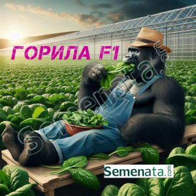 Семена за спанак Горила ( Gorilla RZ F1 ) ниски цени !