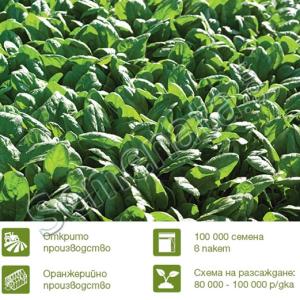 Семена за спанак Одисей ( Odisey F1) топ цена Семена за спанак Одисей ( Odisey F1) топ цена