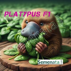 Семена за спанак Платипус ( Platypus RZ F1 ) ниски цени ! Семена за спанак Платипус ( Platypus RZ F1 ) ниски цени !