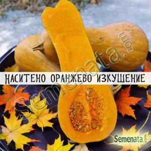 Сертифицирани семена за тиква Ориндж F1 / Orange F1/ от ZKI – супер цени