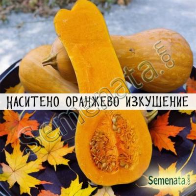 Сертифицирани семена за тиква Ориндж F1 / Orange F1/ от ZKI – супер цени