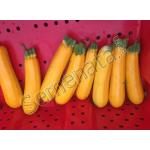 Сертифицирани семена за жълти тиквички Йелоуфин F1 / Yellowfin F1 / ниска цена