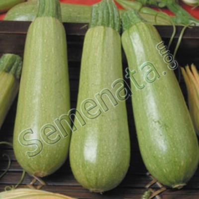Семена за тиквички Сили ( Scilli )