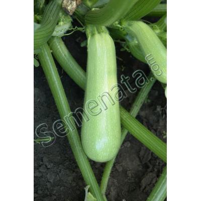 Семена за тиквички Сили ( Scilli )