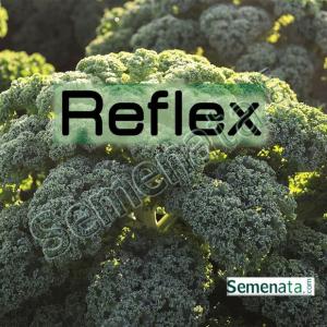 Семена за листно зеле Рефлекс ( Reflex F1)