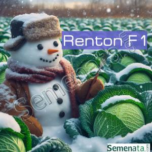 Семена за презимуващо зеле Рентон ( Renton ) ниска цена