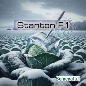 Семена за презимуващо зеле Стантон ( Stanton F1 ) Bejo Zaden