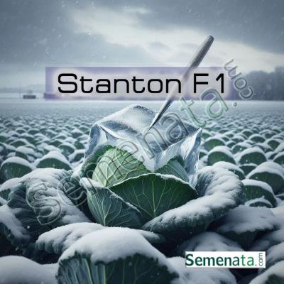 Семена за презимуващо зеле Стантон ( Stanton F1 ) Bejo Zaden