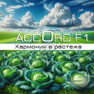 Сертифицирани семена за зеле Акорд ( Accord F1 ) - Топ цена !