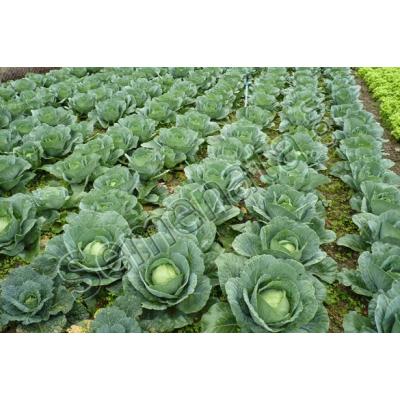Семена зеле Есказу ( Escazu )