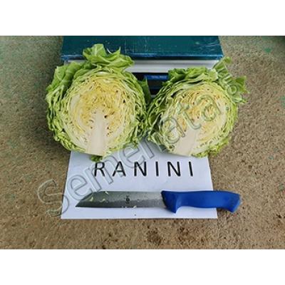 Ранно зеле Ранини ( Ranini ) 