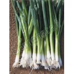 Сертифицирани семена за зелен лук Бая Верде / Baja Verde добра цена
