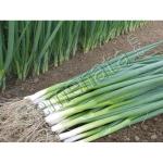 Сертифицирани семена за зелен лук Бая Верде / Baja Verde добра цена