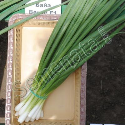 Сертифицирани семена за зелен лук Бая Верде / Baja Verde добра цена 