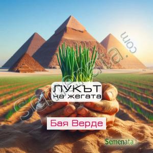 Сертифицирани семена за зелен лук Бая Верде / Baja Verde добра цена Сертифицирани семена за зелен лук Бая Верде / Baja Verde добра цена