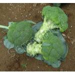 Агаси (Agassi)