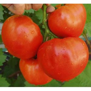 Алианс (Alians) Алианс (Alians)