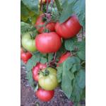 Димероса (Dimerosa)