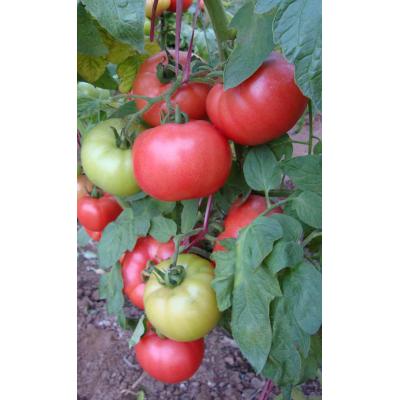 Димероса (Dimerosa)