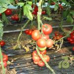 Есмира (Esmira)