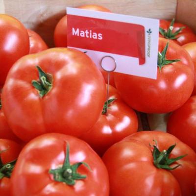 Матиас (Matias)
