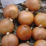 Касиопея (Cassiopea)