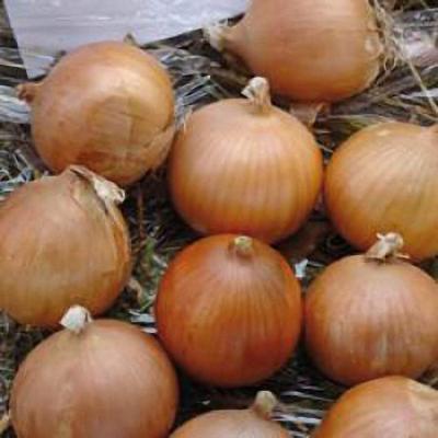 Касиопея (Cassiopea)