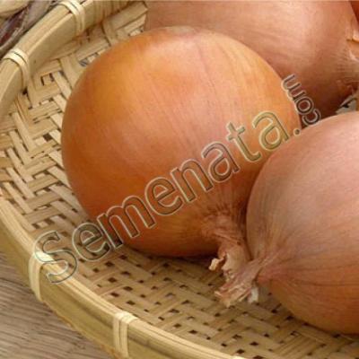 Дамаскус (Damaskus)