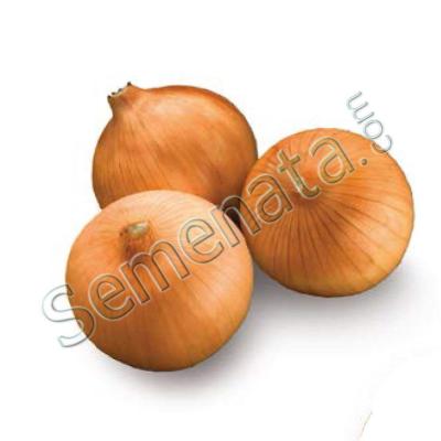 Пегас (Pegase)